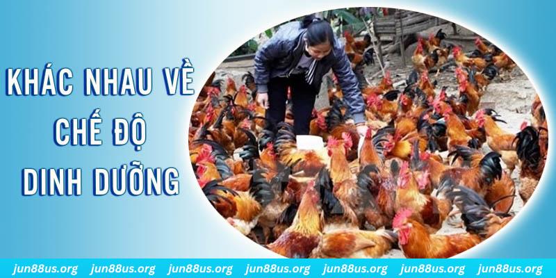 full88 xổ số thứ sáu hàng tuần